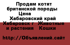 Продам котят британской породы › Цена ­ 5 000 - Хабаровский край, Хабаровск г. Животные и растения » Кошки   